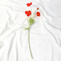 Rot