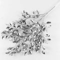 Silber