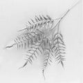 Silbernes Farnblatt