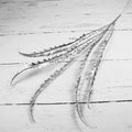 Silbernes Miscanthus