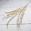 Goldenes Miscanthus